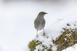 120219: Dunnock - in Snow - Cornwall - UK