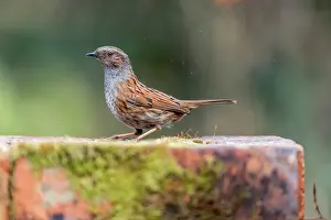 Dunnock: Dunnock - UK