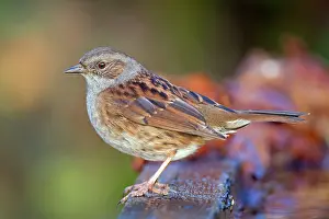 Modularis: Dunnock - winter