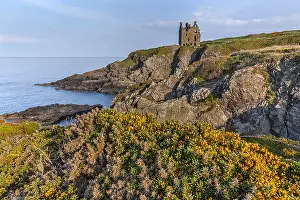 Ragged: Dunskey Castle - blooming gorse and ancient tower