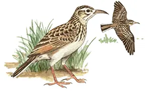 Lark: Dupont's lark (Chersophilus duponti) adult standing on the ground and flying