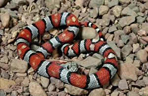 Kingsnake: Durango Mountain Kingsnake