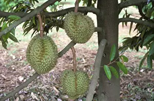 Malvaceae: Durian fruit (Durio zibethinus)