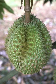 Malvaceae: Durian fruit (Durio zibethinus)
