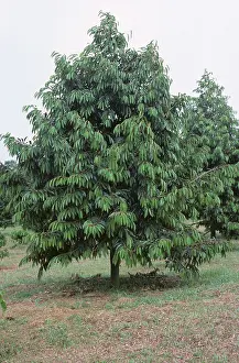 Malvaceae: Durian tree (Durio zibethinus)