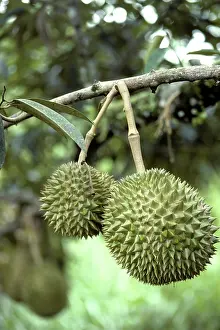 Malaysian: Durians