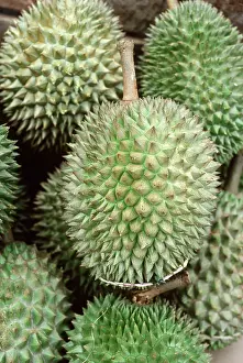 Foods: Durians