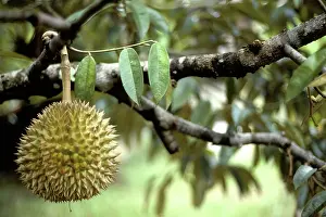 Malaysian: Durians