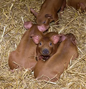 Piglet: Duroc pig, Duroc pigs, purebred, farm animals, domestic