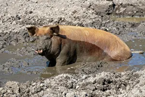 Vomp: Duroc pig, old domestic breed from the USA, Eggen-Hof