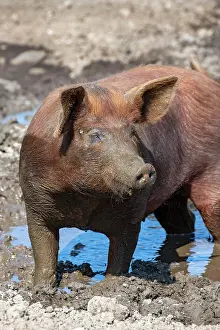 Vomp: Duroc pig, old domestic breed from the USA, Eggen-Hof