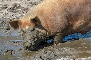 Vomp: Duroc pig, old domestic breed from the USA, Eggen-Hof