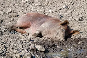 Vomp: Duroc pig, old domestic breed from the USA, Eggen-Hof