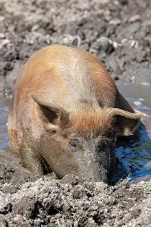 Vomp: Duroc pig, old domestic breed from the USA, Eggen-Hof