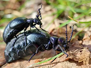 Blister: Dusky blue oil beetle