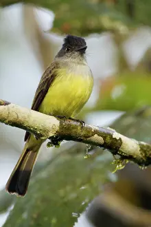 Myiarchus: Dusky-capped Flycatcher