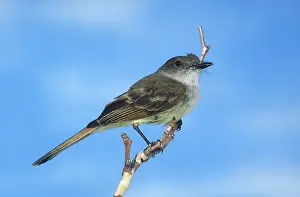 Myiarchus: Dusky-Capped Flycatcher