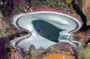 Tending: Dusky Chromis tending eggs - in Variable Thorny Oyster shell