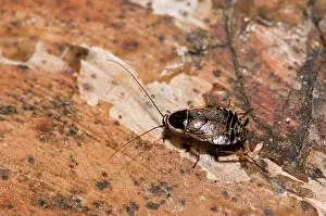 Cockroach: Dusky cockroach (Ectobius lapponicus), nymph. Molslaboratori