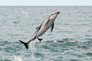 Department: Dusky Dolphin
