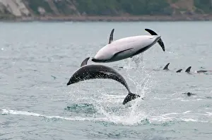 Tour: Dusky Dolphin