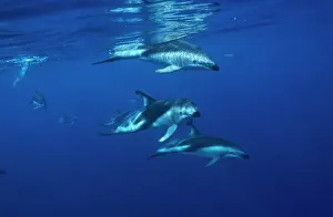 Lagenorhynchus: Dusky dolphin (Lagenorhynchus obscurus) under water