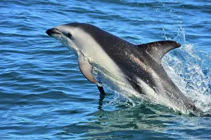 Lagenorhynchus: Dusky Dolphin - leaping from water