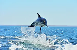 Lagenorhynchus: Dusky Dolphin - leaping from water