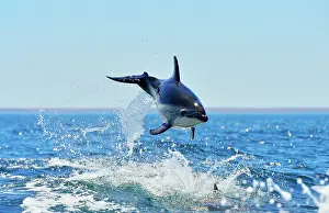 Lagenorhynchus: Dusky Dolphin - leaping from water