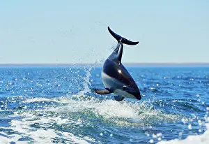 Lagenorhynchus: Dusky Dolphin - leaping from water