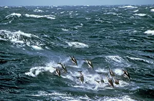 Lagenorhynchus: Dusky Dolphin - pod swimming / leaping through rough sea