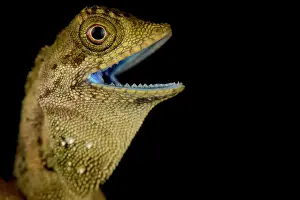 Agama: Dusky Earless Agama (Aphaniotis fusca)