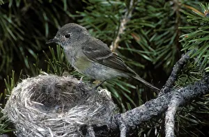 Tyrant: Dusky Flycatcher