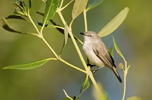 Tenebrosa: Dusky Gerygone