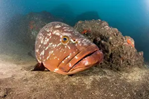 Marginatus: Dusky Grouper - endangered IUCN Madeira Island Portugal Atla