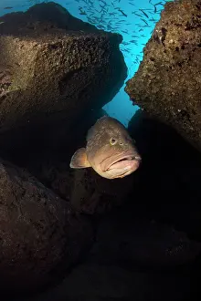Marginatus: Dusky Grouper - endangered IUCN Madeira Island Portugal Atla