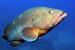 Marginatus: Dusky grouper (Epinephelus marginatus), Mediterranean