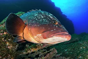 Hierro: Dusky grouper (Epinephelus marginatus), El Hierro