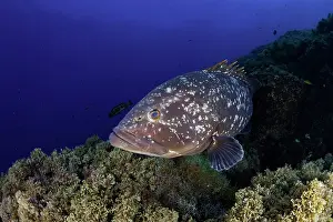 Marginatus: Dusky grouper, Epinephelus marginatus, Formigas