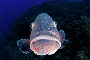 Marginatus: Dusky grouper, Epinephelus marginatus, Formigas