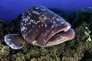 Marginatus: Dusky grouper, Epinephelus marginatus, Formigas