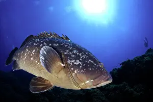 Marginatus: Dusky grouper, Epinephelus marginatus, Formigas