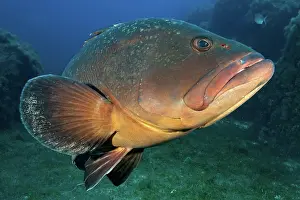 Marginatus: Dusky Grouper (Epinephelus marginatus), Lavezzi