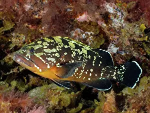 Grouper: Dusky grouper (Epinephelus marginatus) (Mycteroperca