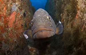 Marginatus: Dusky grouper (Epinephelus marginatus) in the reef