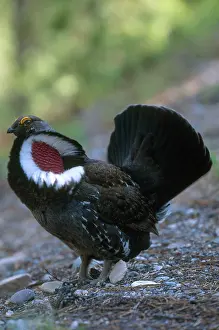 Tetraonidae: Dusky Grouse