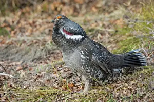 Ken Archer: Dusky grouse calling in the Rocky Mountains of Colorado