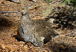 Obscurus: Dusky Grouse with chicks
