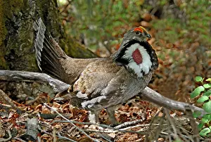 Obscurus: Dusky Grouse Cock