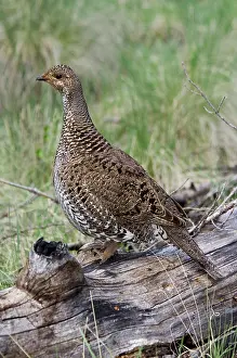 Obscurus: Dusky Grouse (Dendragapus obscurus) hen